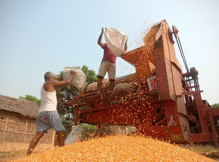 मकै दाउनी गर्दै किसान