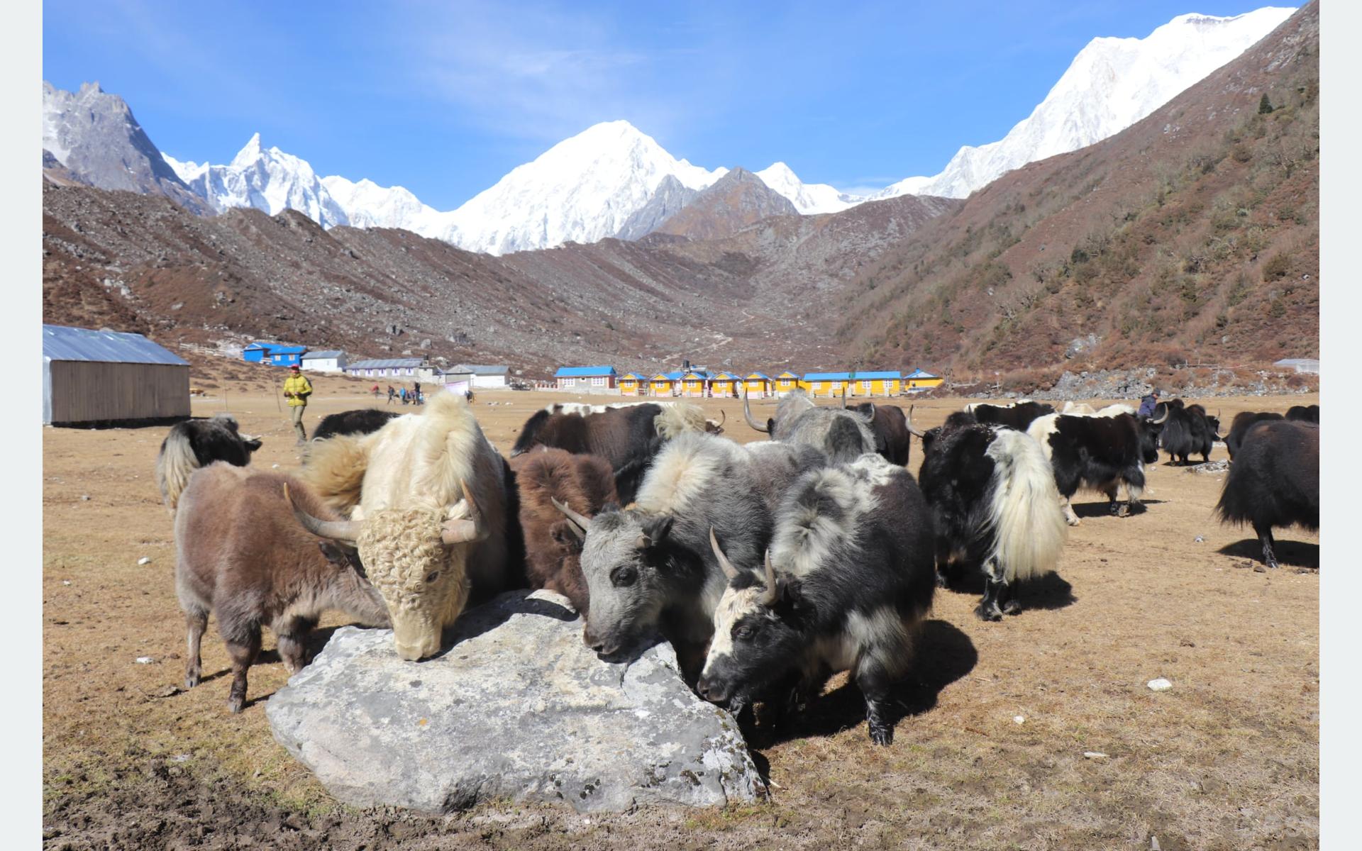 वन्यजन्तुको आक्रमणबाट मनाङमा ८७ पशुधनको क्षति