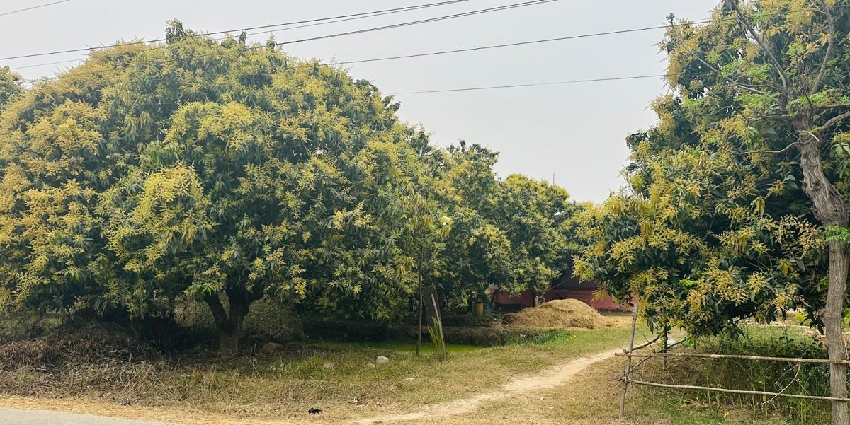 मधेस प्रदेशमा आँप उत्पादनमा वृद्धि हुने