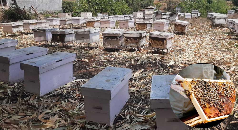 मौरीपालनबाट भोजपुरमा एक वर्षमा एक करोड बढी आमदानी