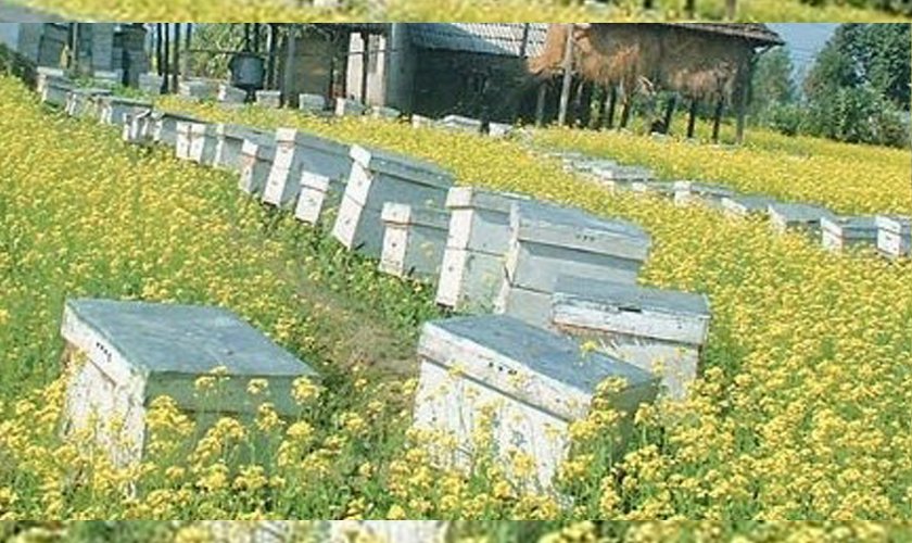 मौरीपालक किसानको संख्या बढ्यो, उत्पादन भने घट्यो