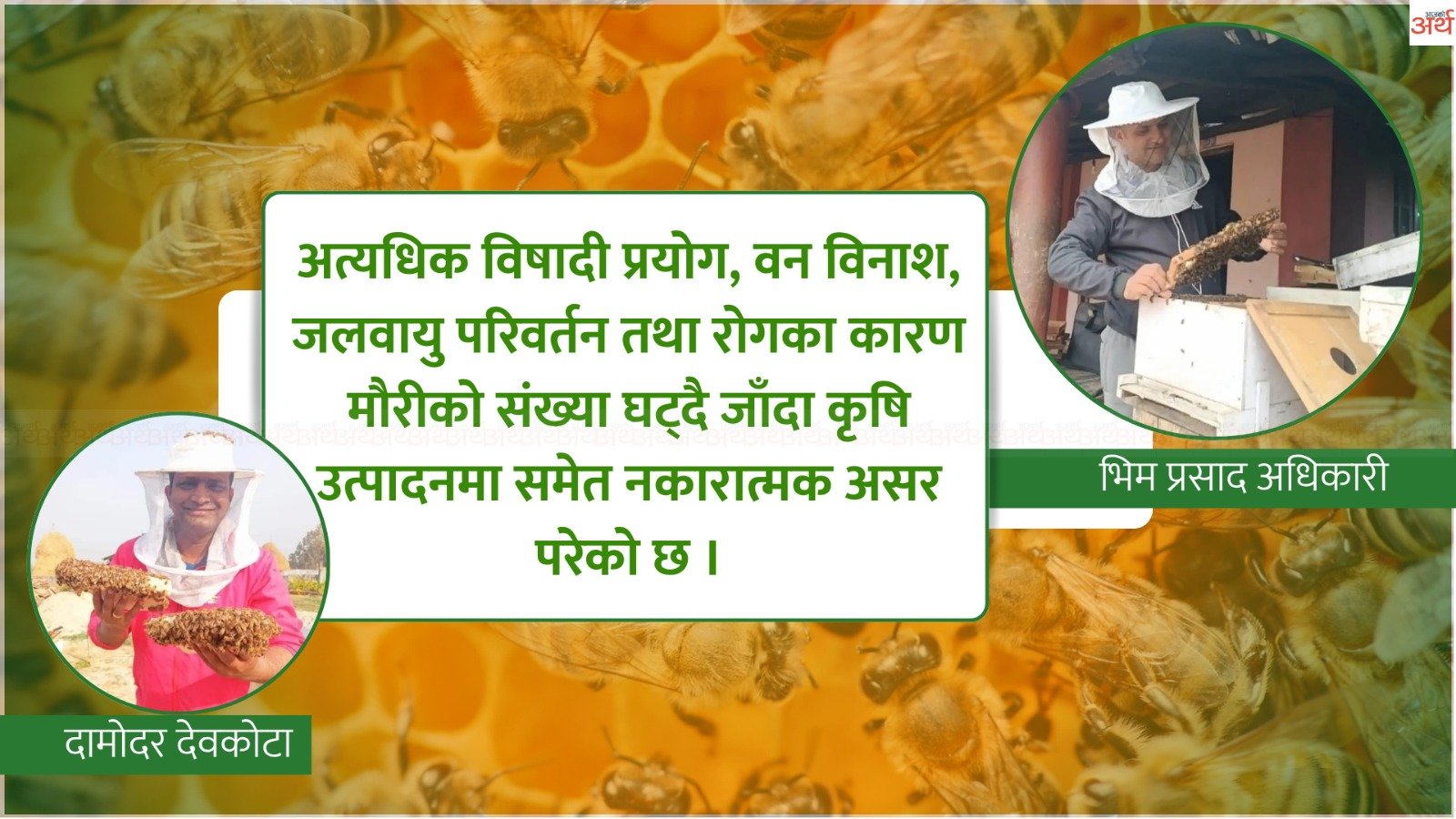 महको बढ्दो मागले व्यवसायी उत्साहित, जलवायु परिवर्तनले मौरीपालन व्यवसायमा चुनौती