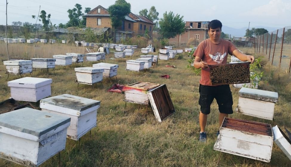 विदेशी महको आयात बढ्दो, मौरीपालक किसान मारमा