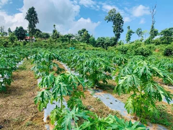 चितवनमा मेवाको बिरुवाको माग बढ्दै