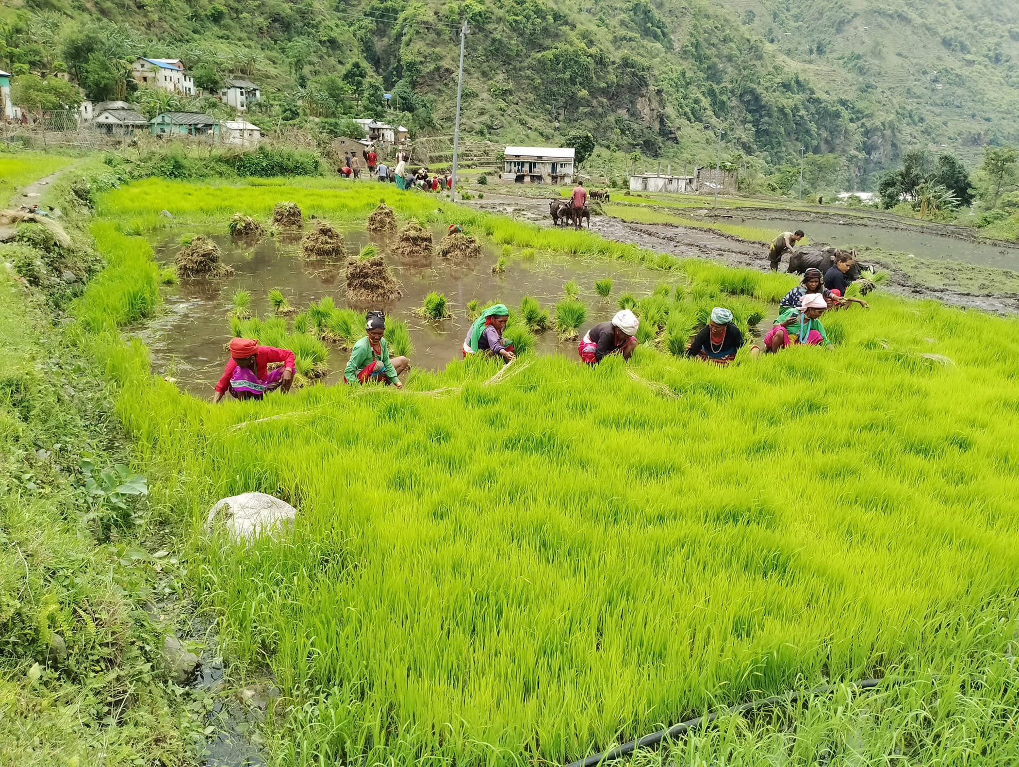 रोपाई गर्दै किसान