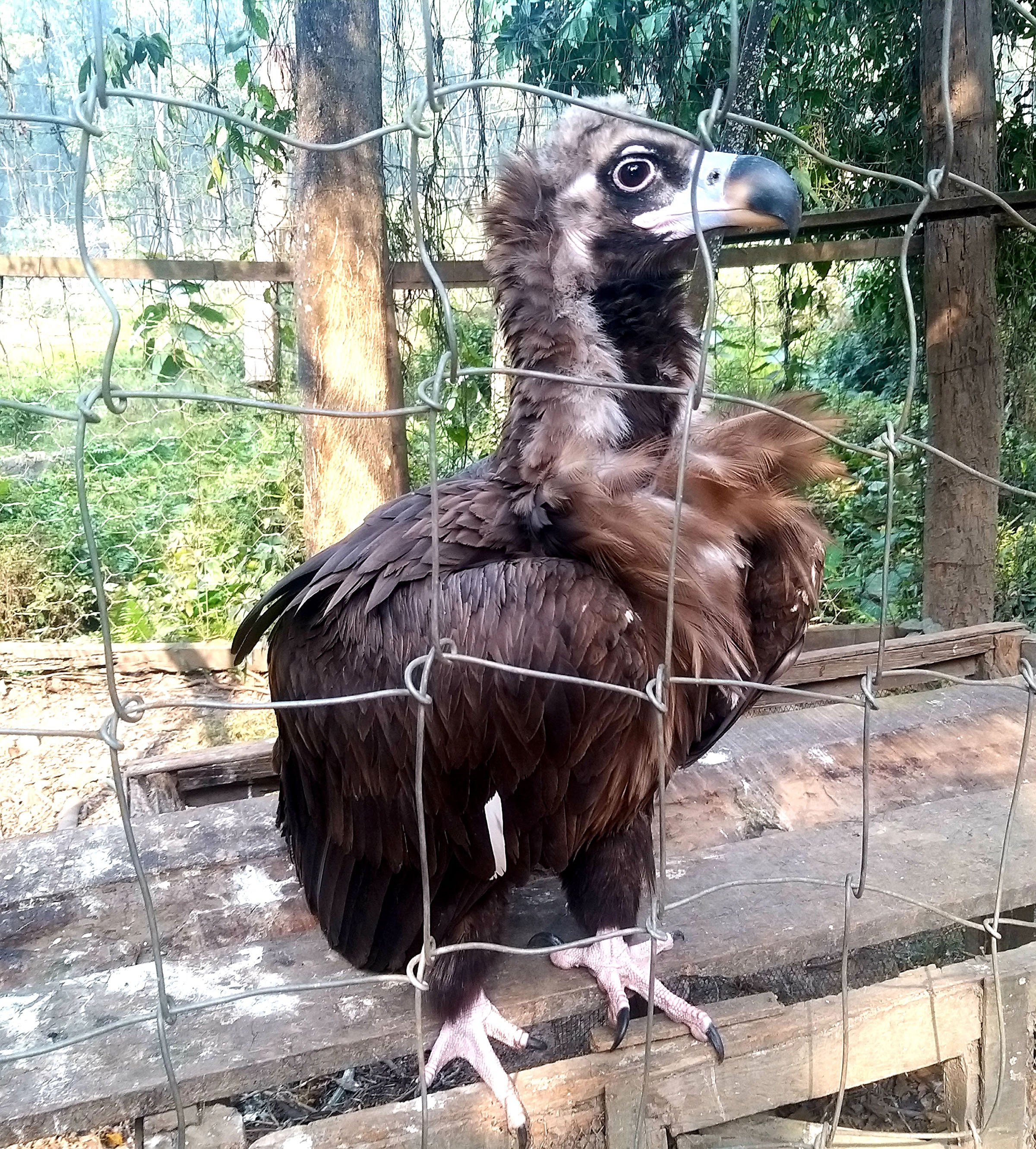 राज गिद्ध