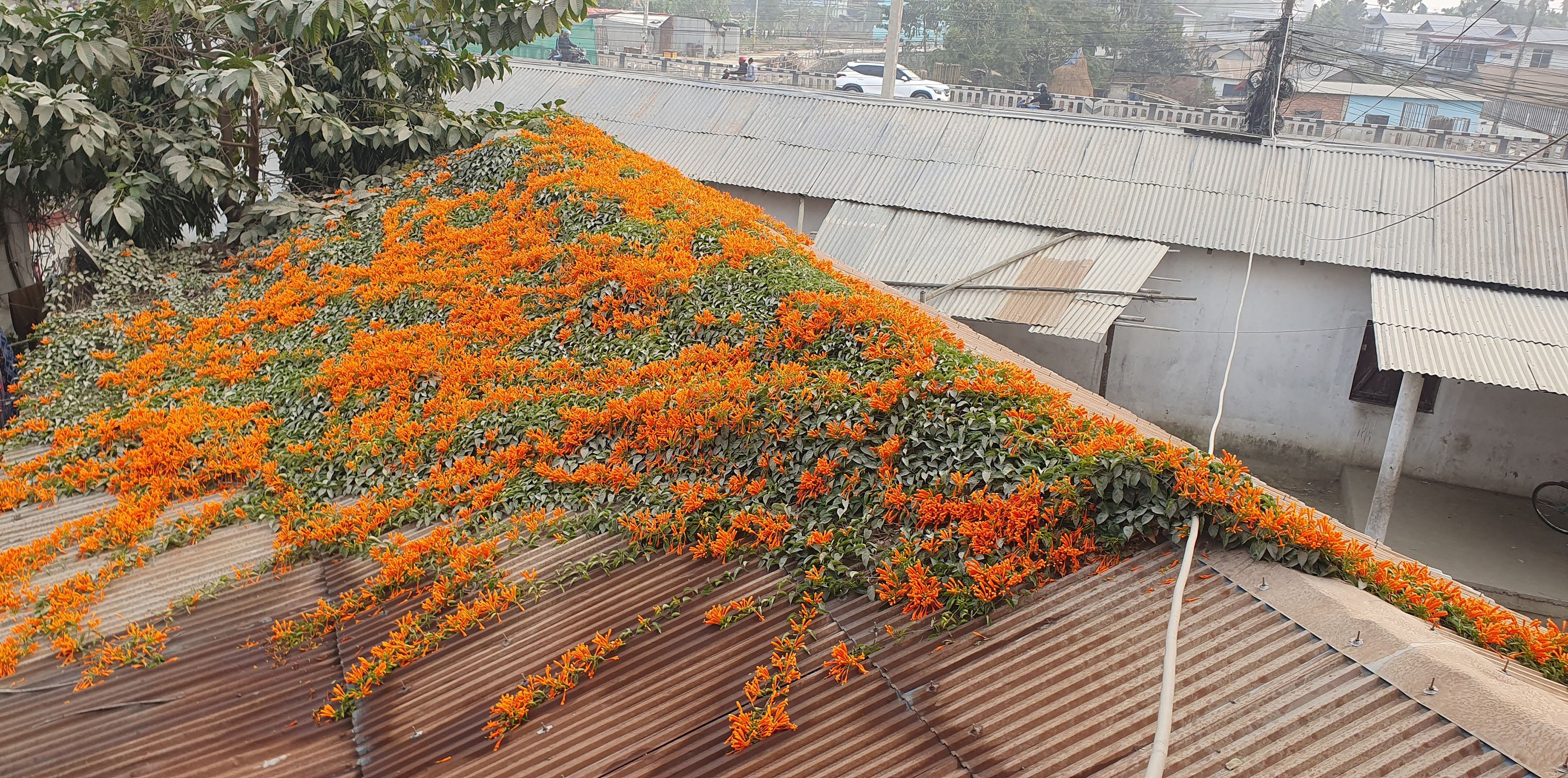 छानामा फुलेको फूल (तस्बिर)