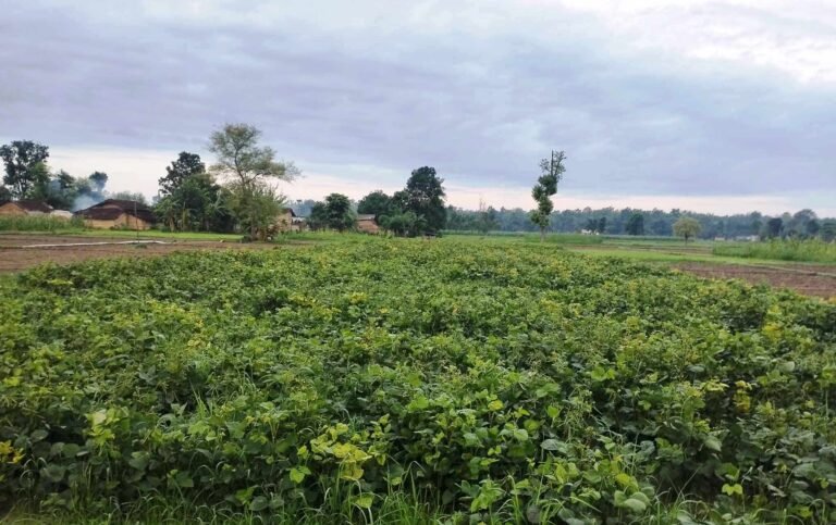 बाँकेमा सरकारी जमिनमा व्यावसायिक मुङखेती