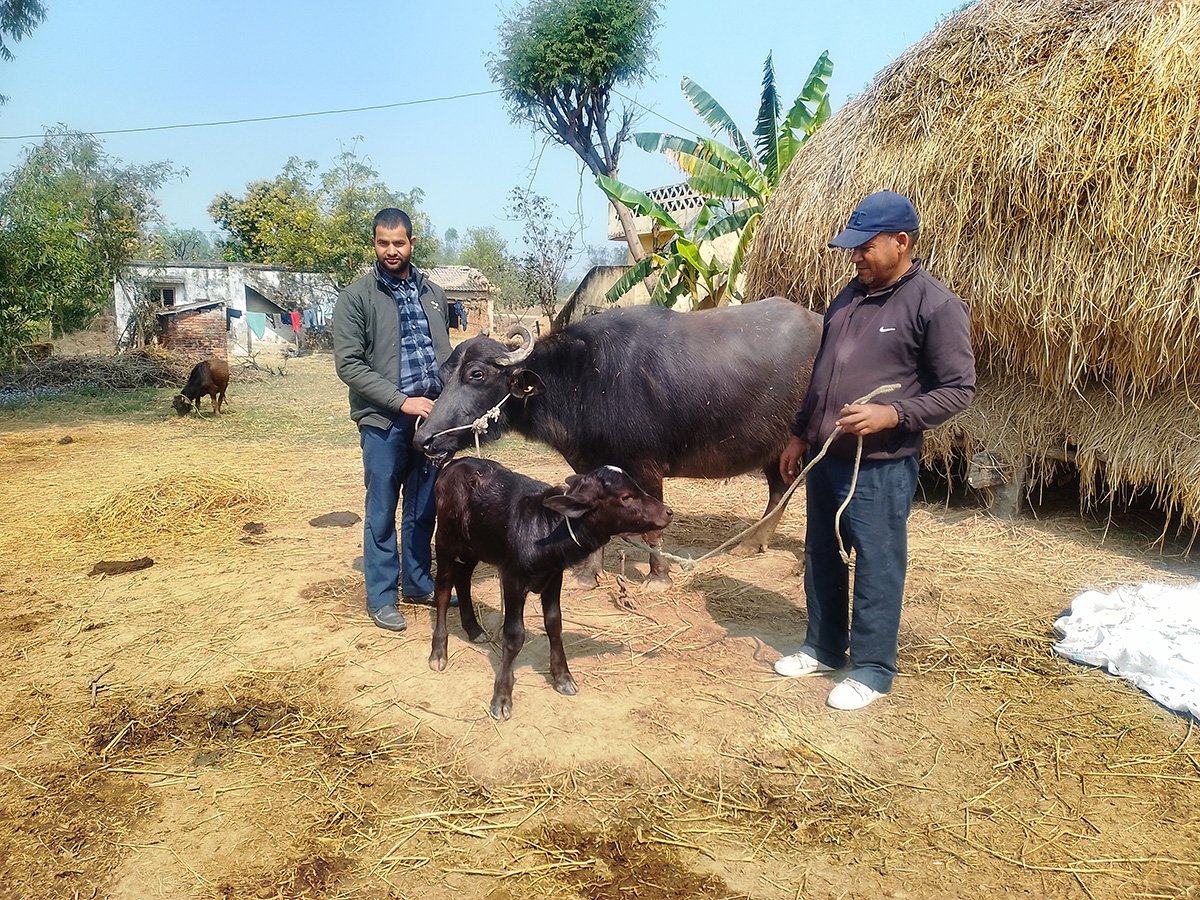 मुर्रा राँगा: नस्ल सुधार कार्यक्रम सफल