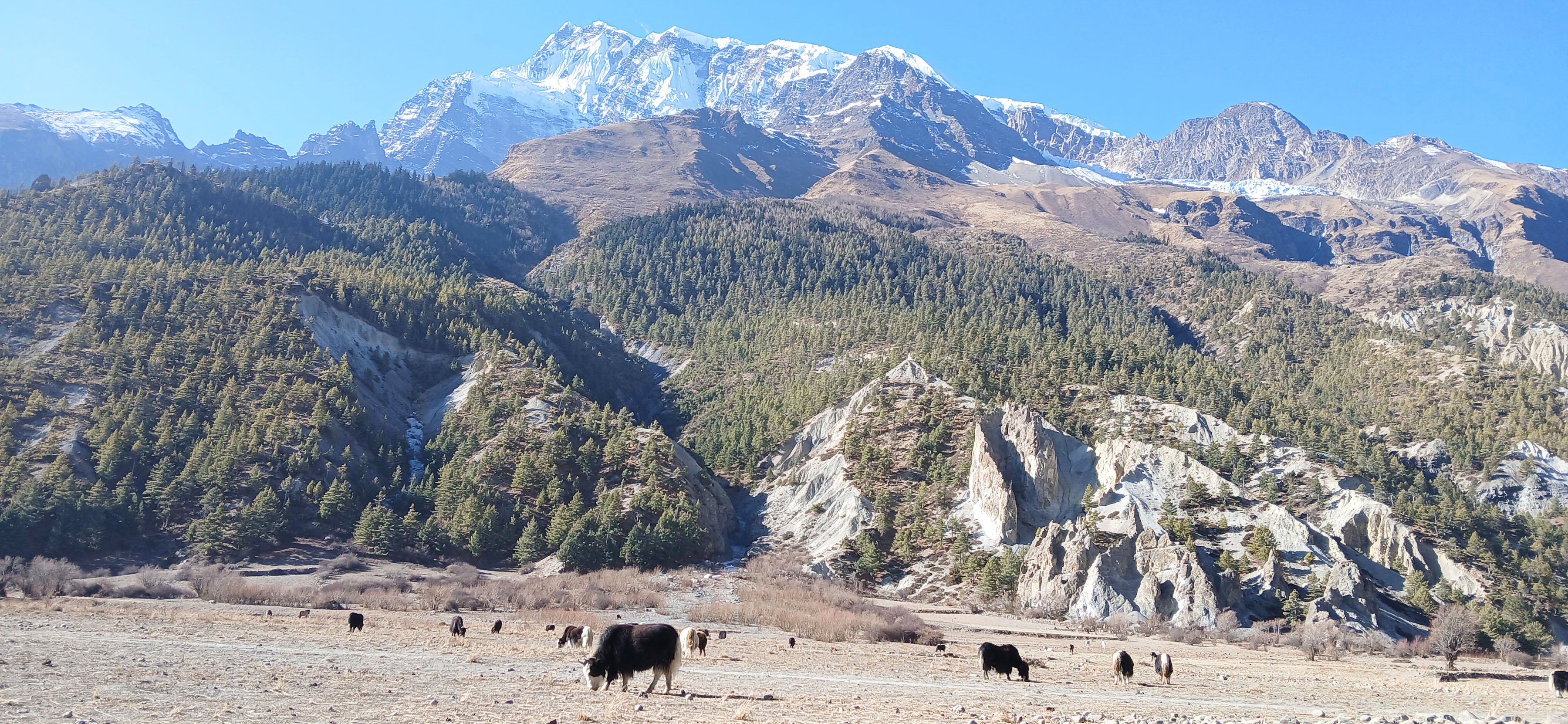 चौरीखर्कमा चरिरहेका याकचौरी (तस्बिर)