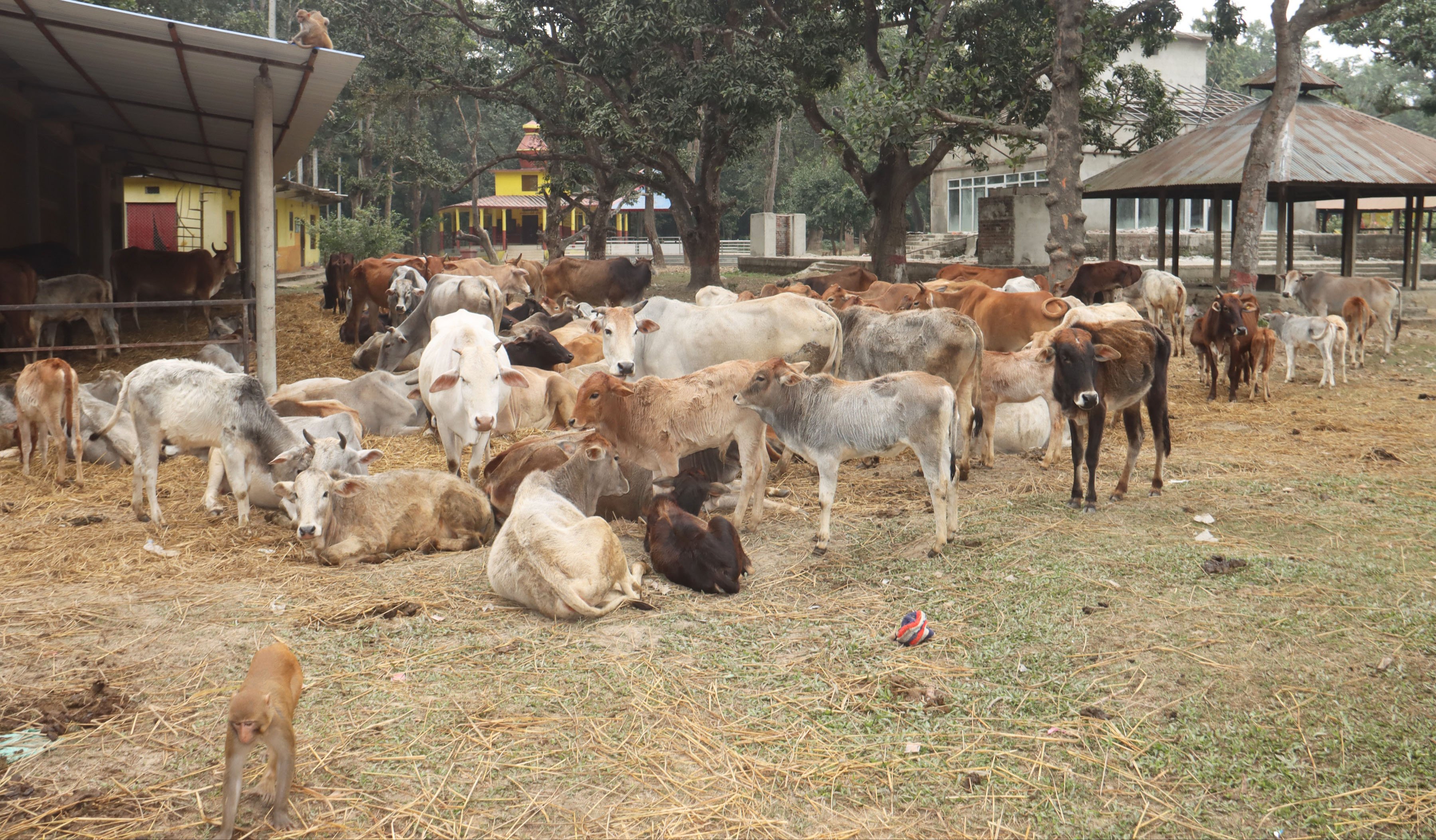 रामधुनी गौशालामा संरक्षित गाई (तस्बिर)