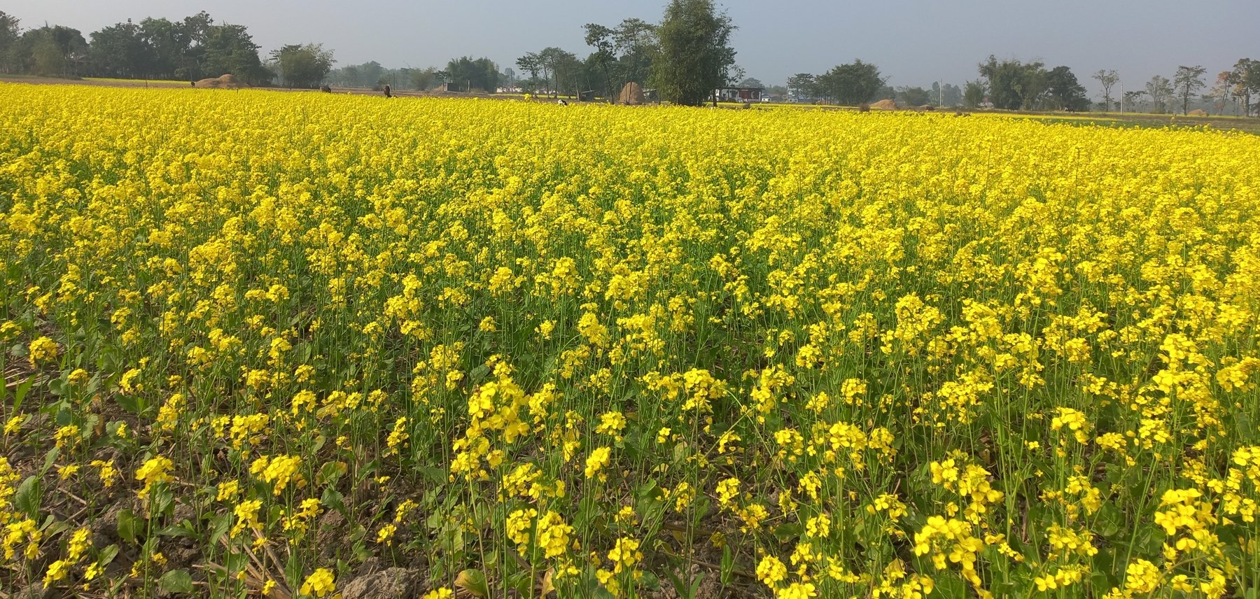 चितवनमा तोरीको उत्पादन घट्यो