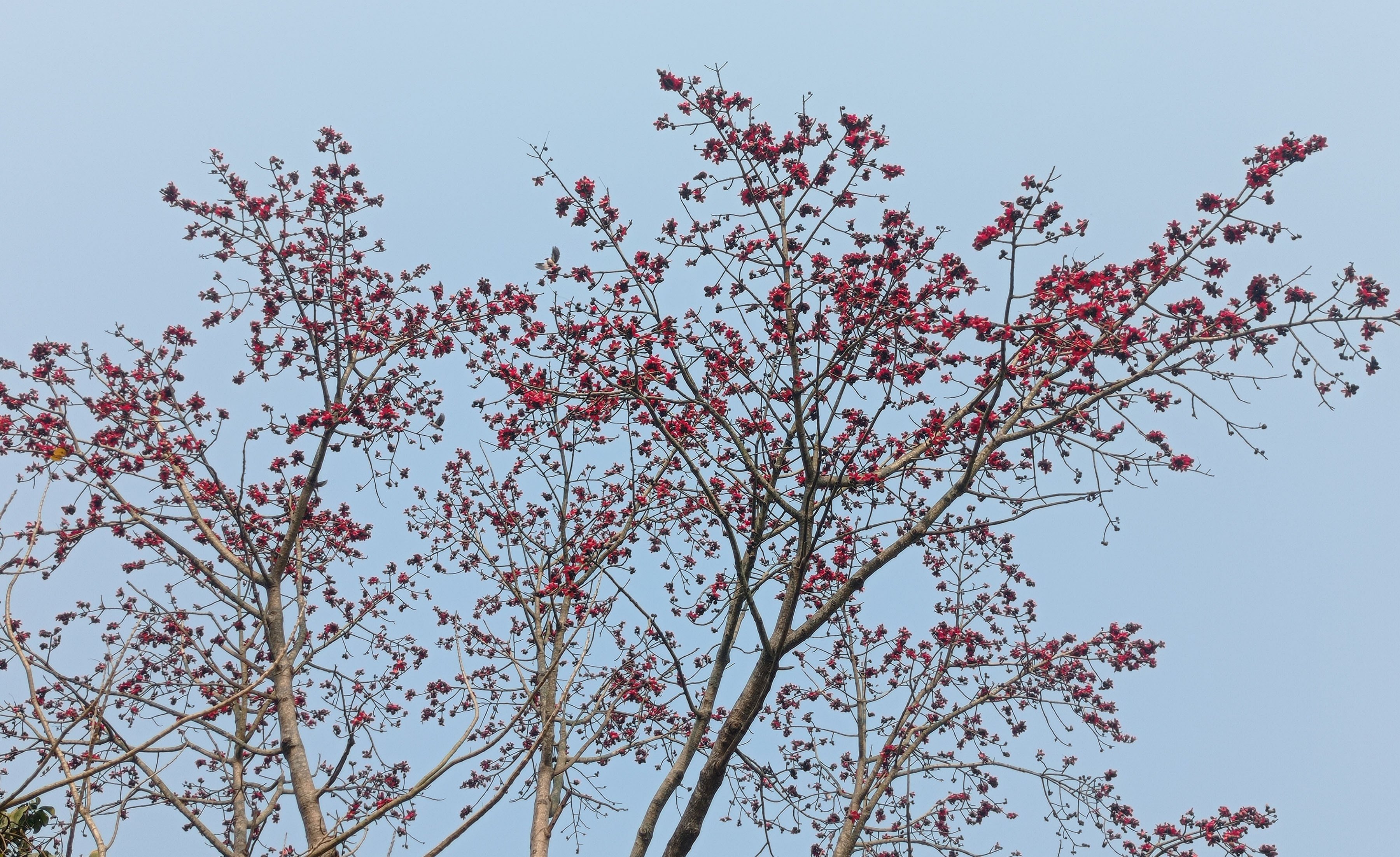 ढकमक्क फुलेको सिमल (तस्बिर)