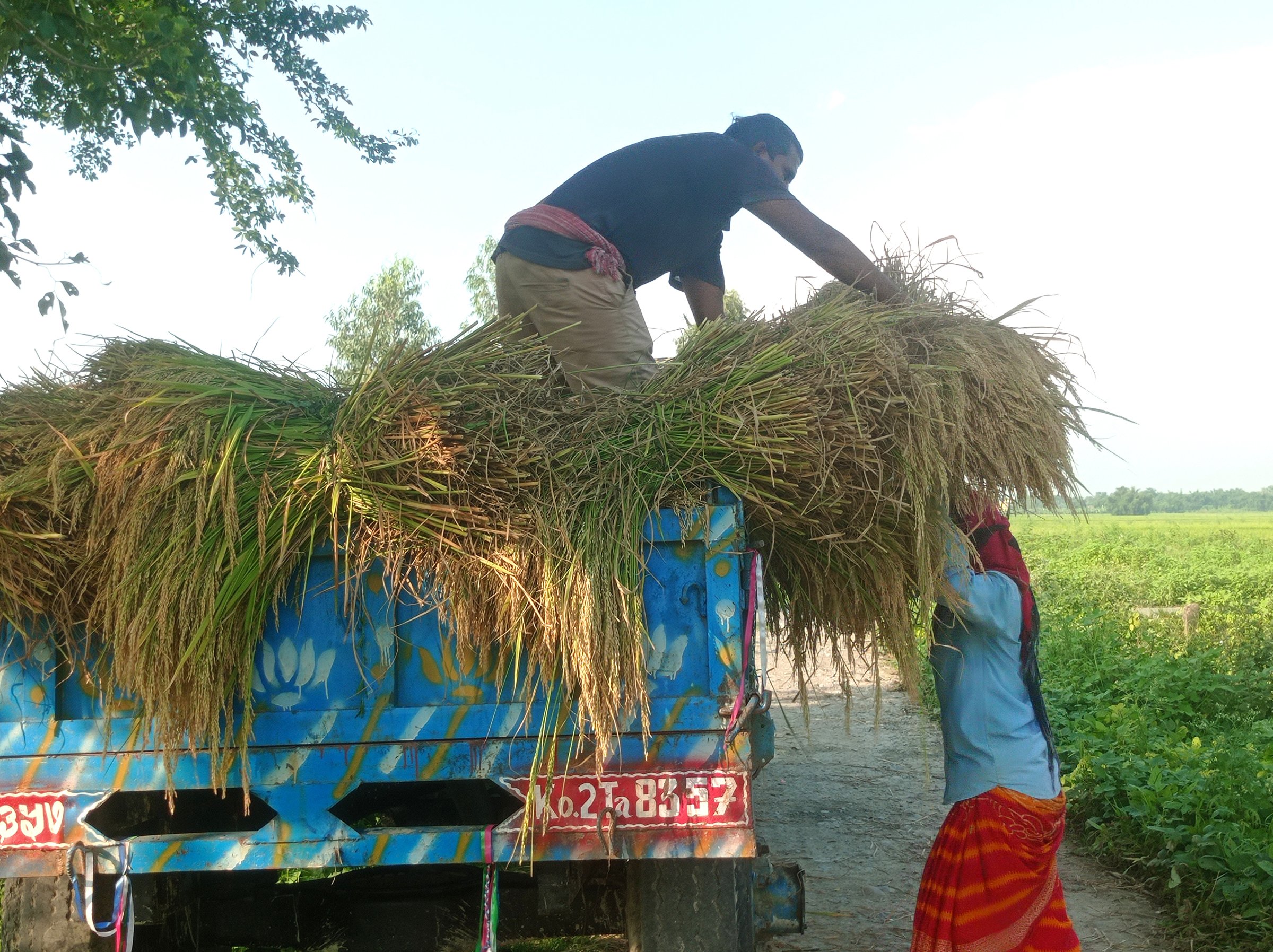 धान थन्काउने चटारोमा किसान