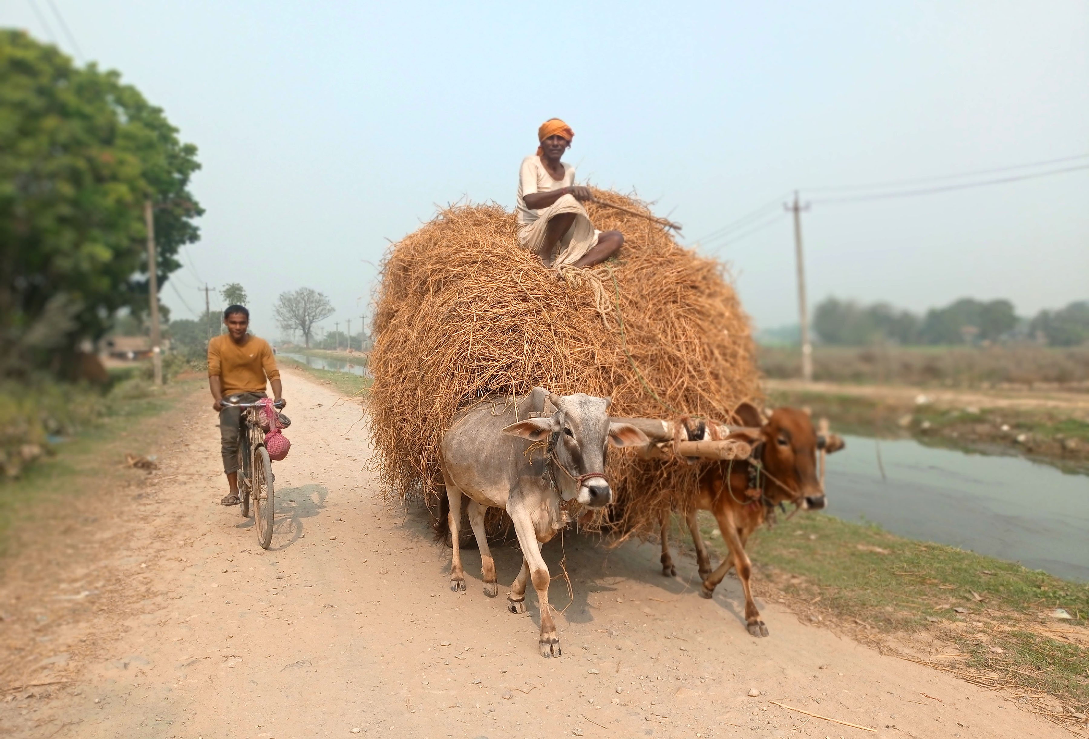 गोरुगाडामा पराल ओसार्दै किसान (तस्बिर)