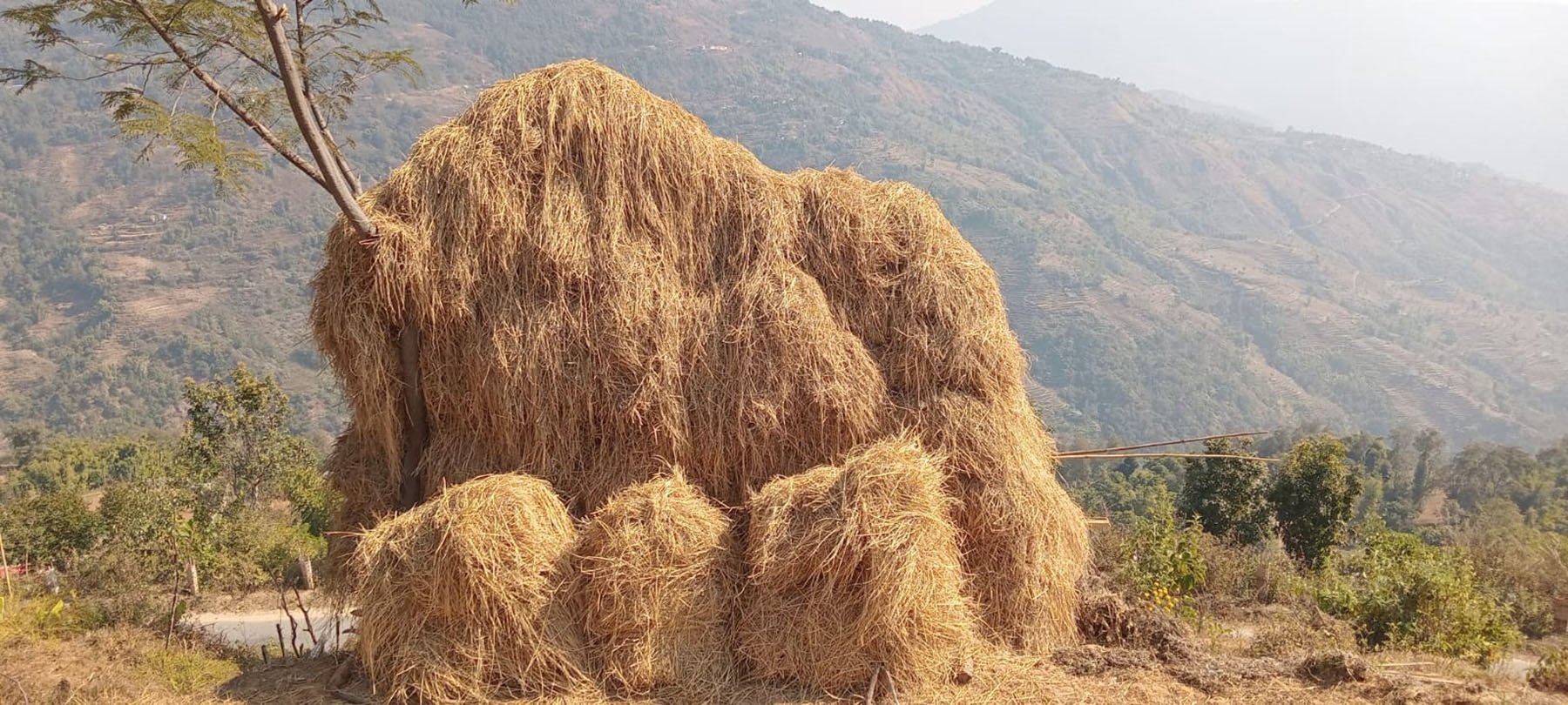 परालको जोहो (तस्बिर)
