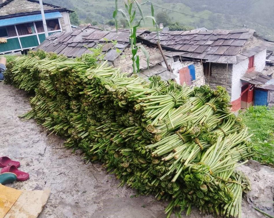 निहुरोबाट लाखौंको आम्दानी गर्दै म्याग्दीका स्थानीय