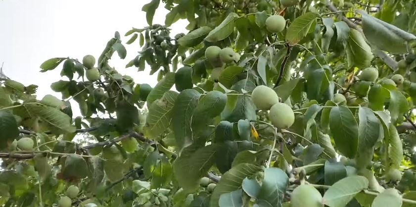 गोरखामा ५ सय रोपनी बाँझो जमिनमा व्यावसायिक ओखरखेती सुरु