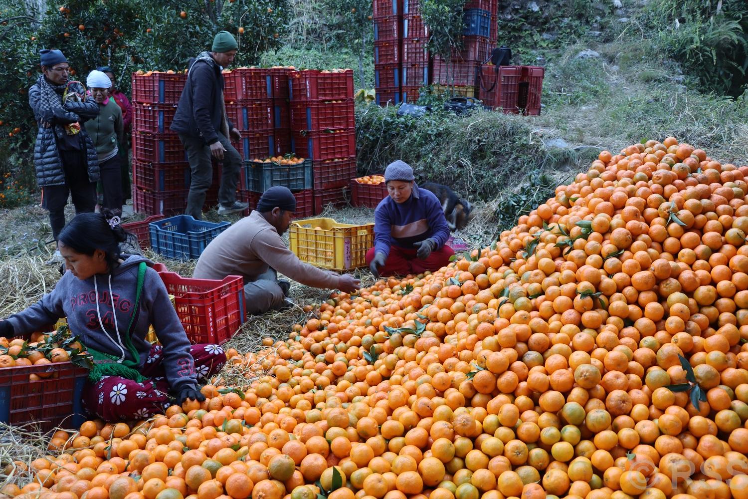 म्याग्दीमा सुन्तलाको उत्पादन घट्दा मूल्यमा भने वृद्धि, यस वर्ष ३१ करोड बढी आम्दानी हुने अनुमान