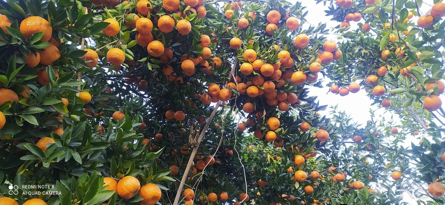 पर्वतबाट ३२ करोडको सुन्तला निर्यात, किसान उत्साहित