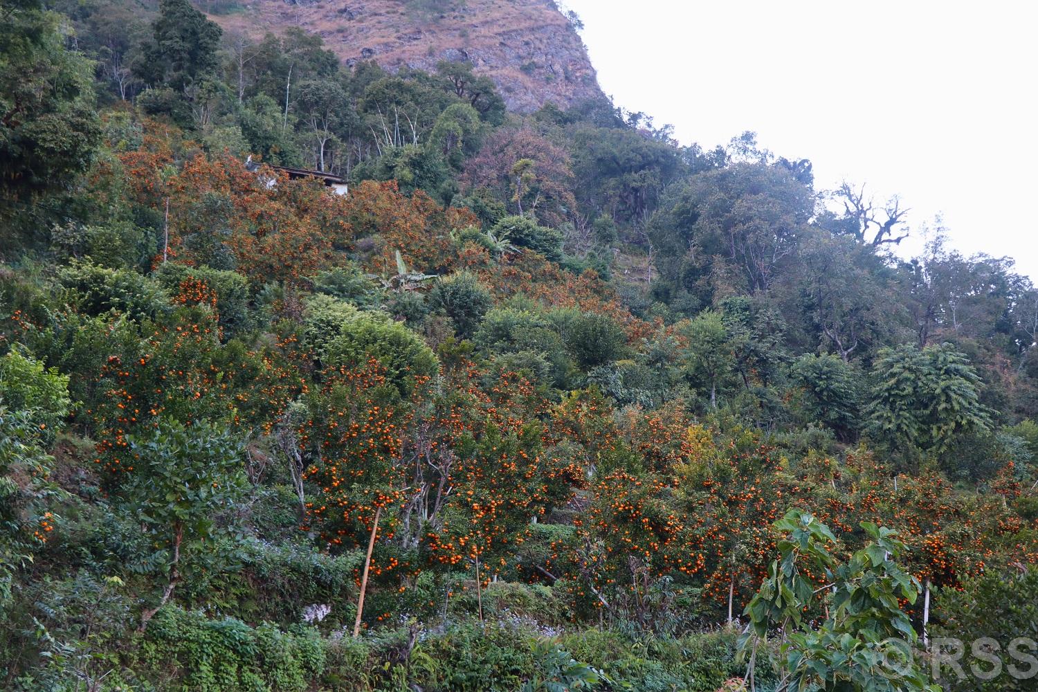 सडक मर्मत नहुँदा राखुका किसानलाई सुन्तला ढुवानीमा समस्या, कम मूल्यमा बेच्न बाध्य