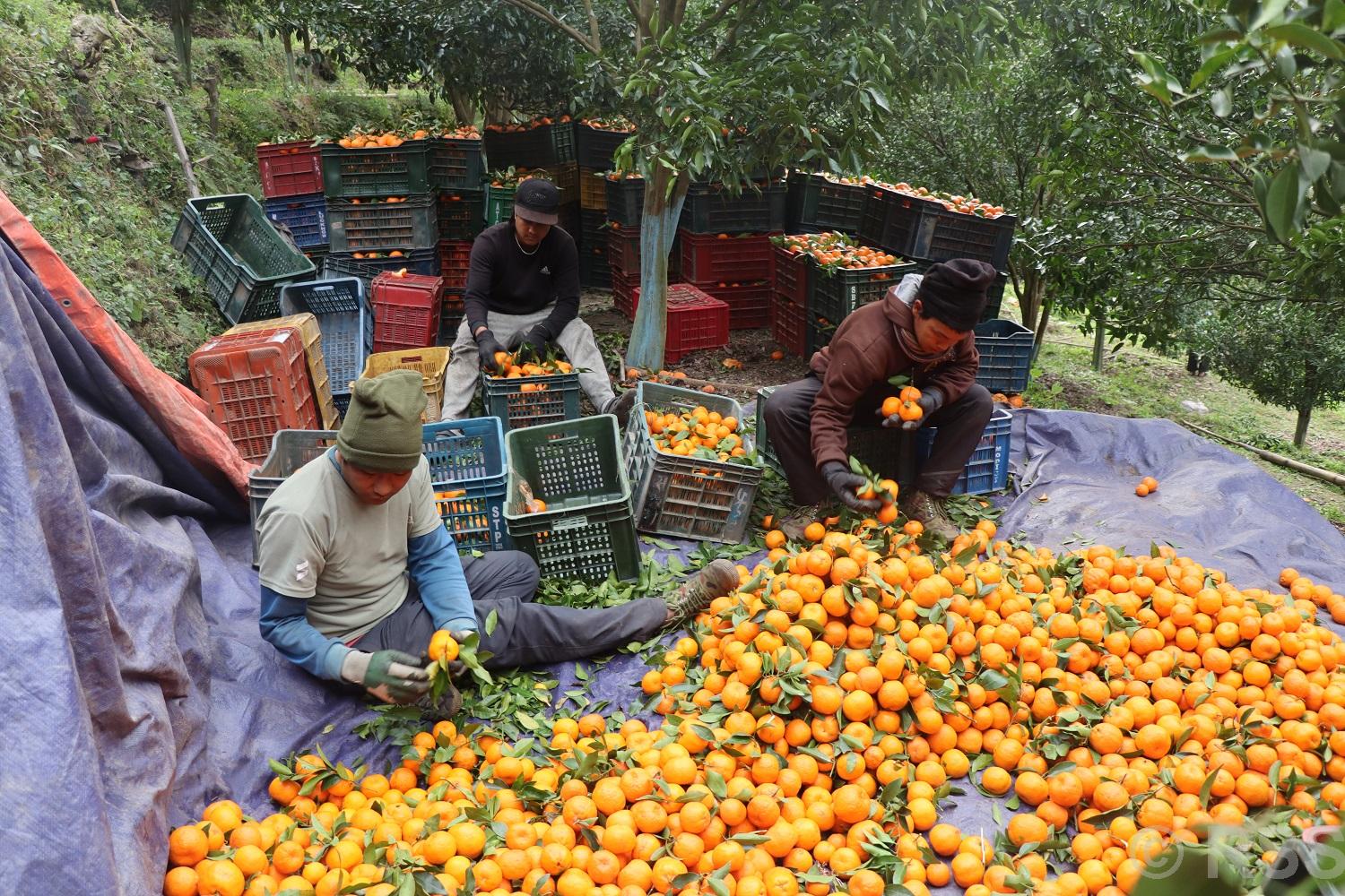 म्याग्दीको अन्नपूर्ण गाउँपालिकाबाट करिब चार करोडको सुन्तला बिक्री