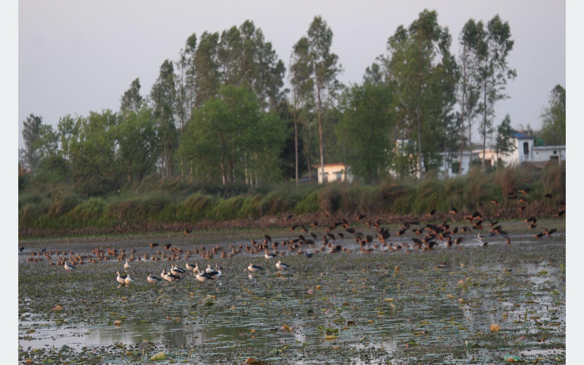 कञ्चनपुरमा आजदेखि जल पन्छी गणना सुरु