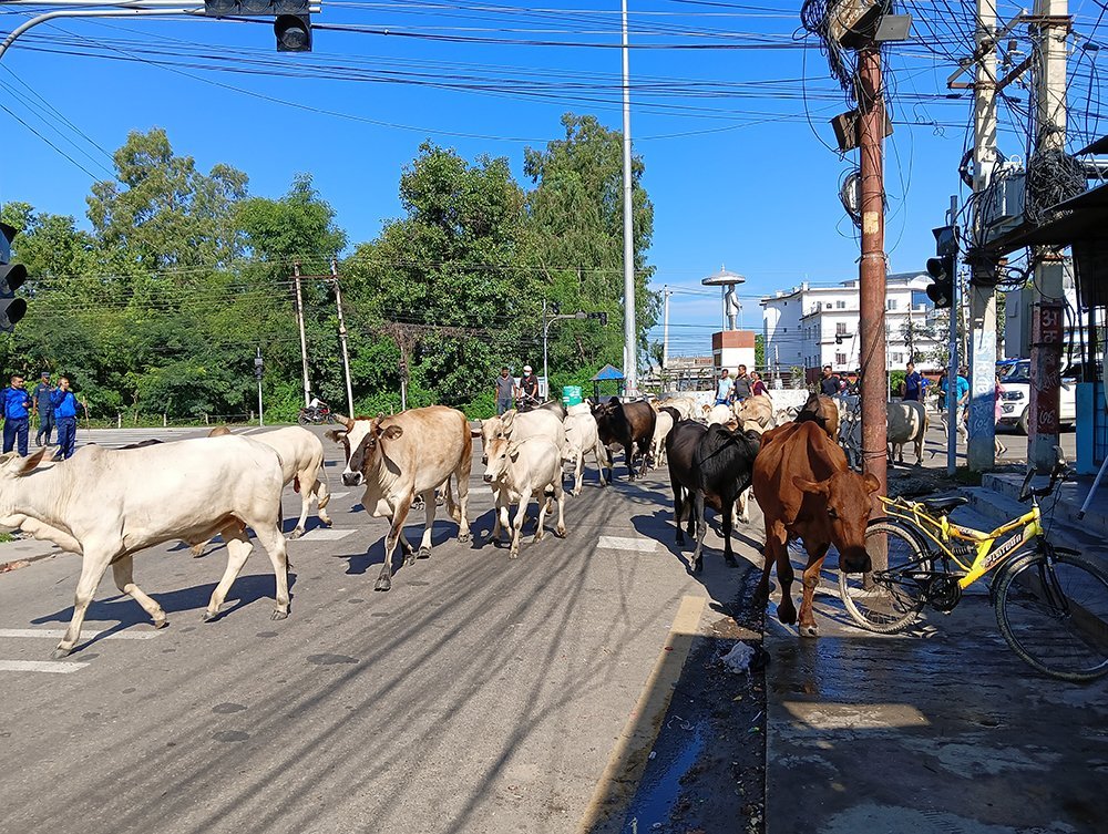 नेपालगन्जमा छाडा छाडिएका पशु चौपाया व्यवस्थापन  सुरु