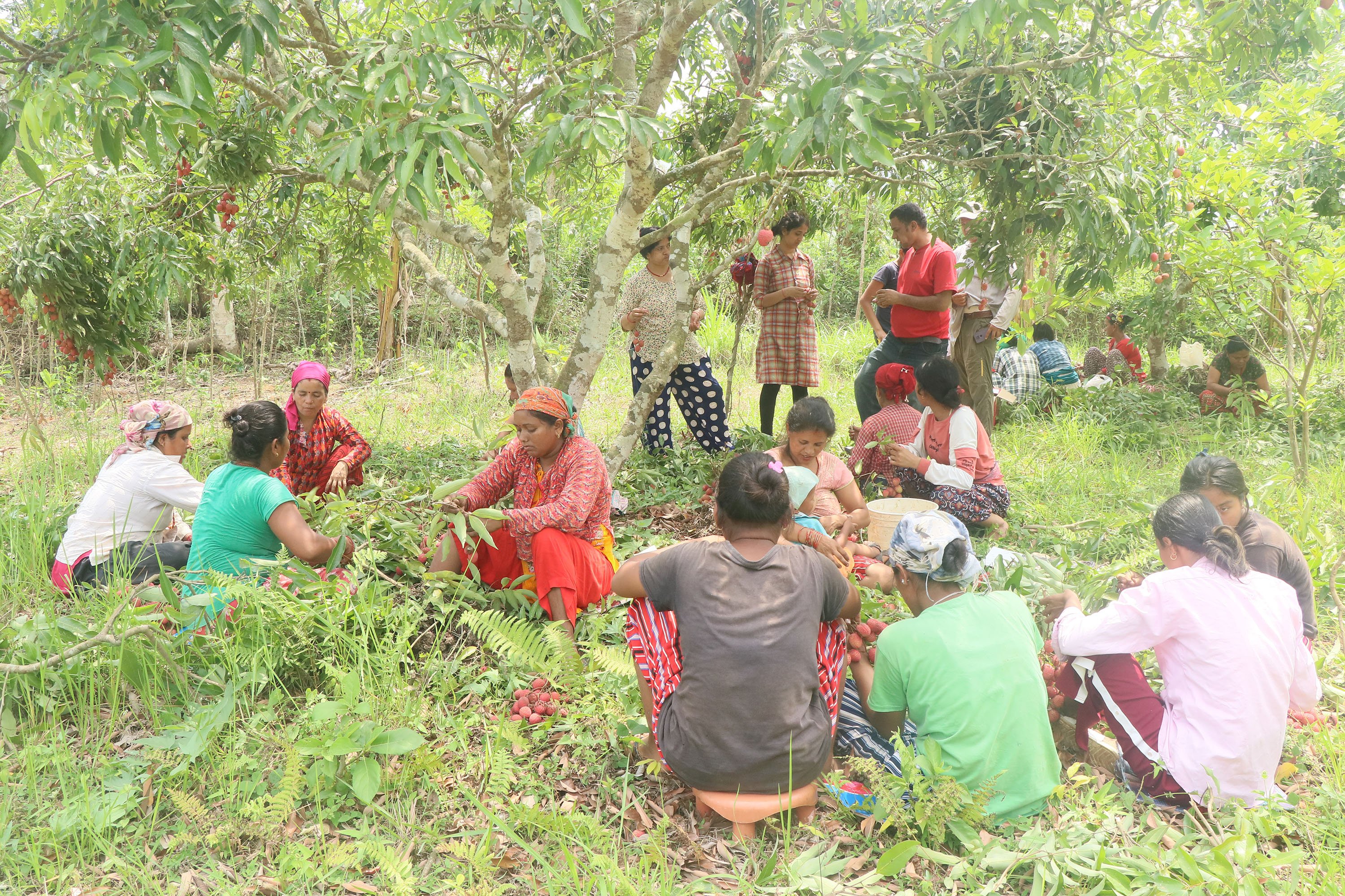 लिची बजार पठाउने तयारी