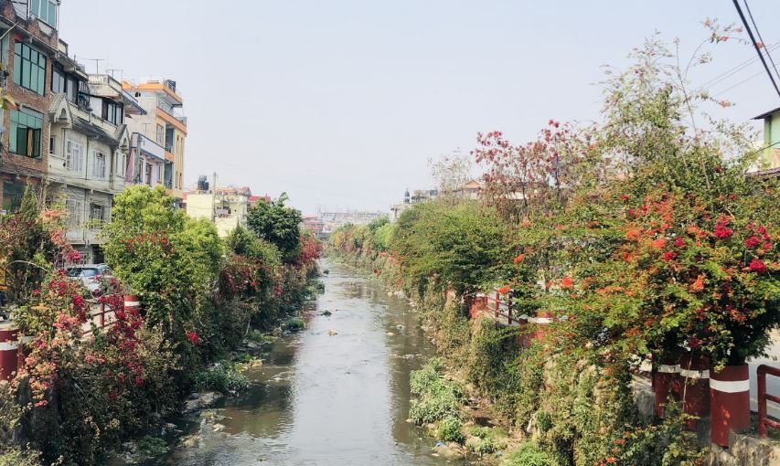 धोविखोला करिडोरमा फुलेका फूल