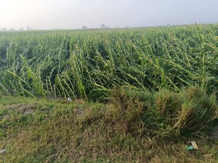 असिनापानीले मकै सखाप, मिहिनेत खेर जाँदा चिन्तामा किसान