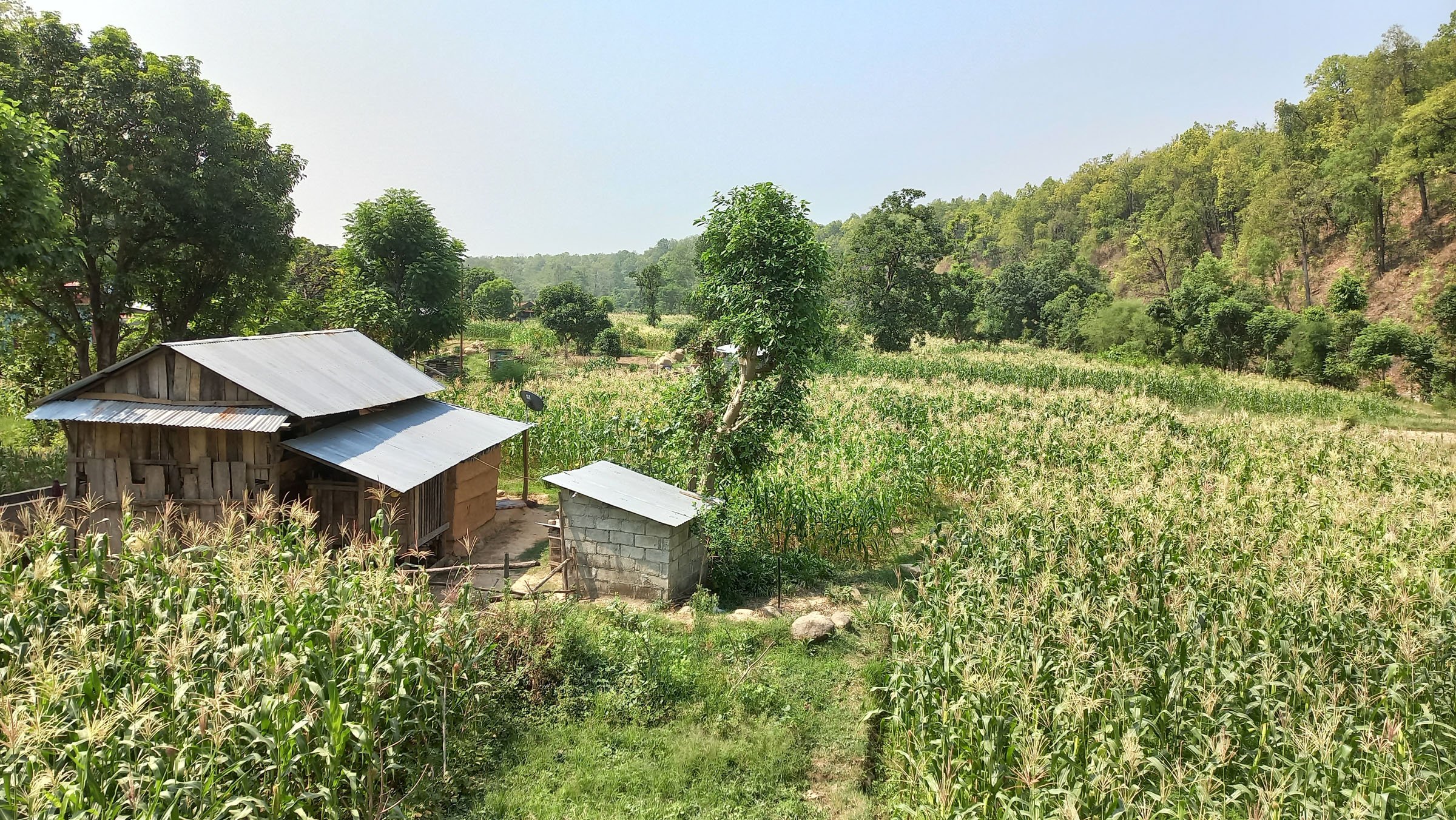 हरियाली