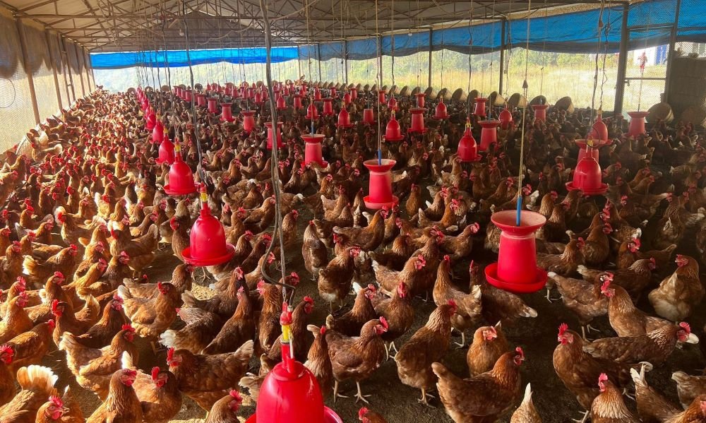 बैंकको ऋण टिकाउन घाटामा चल्दै पोल्ट्री व्यवसायी, २ खर्ब लगानी संकटमा