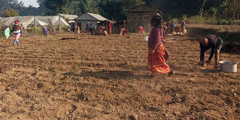 सामूहिक खेतीमा आकर्षित किसान