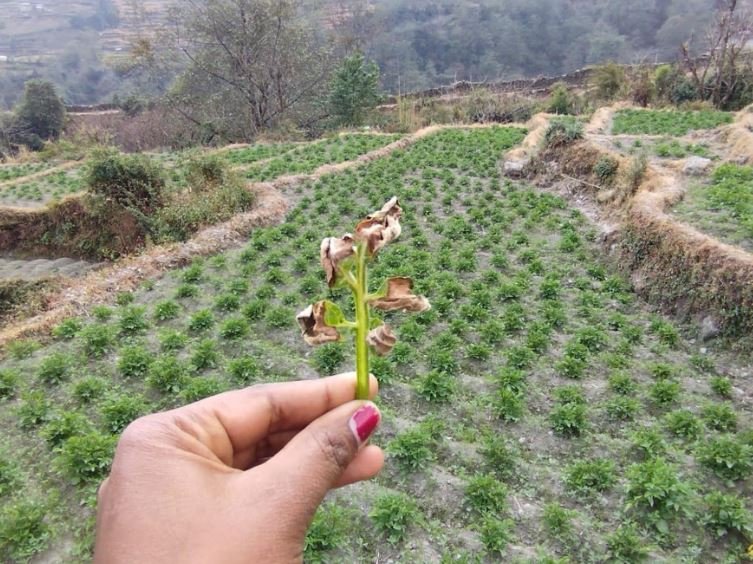 आलुमा रोग