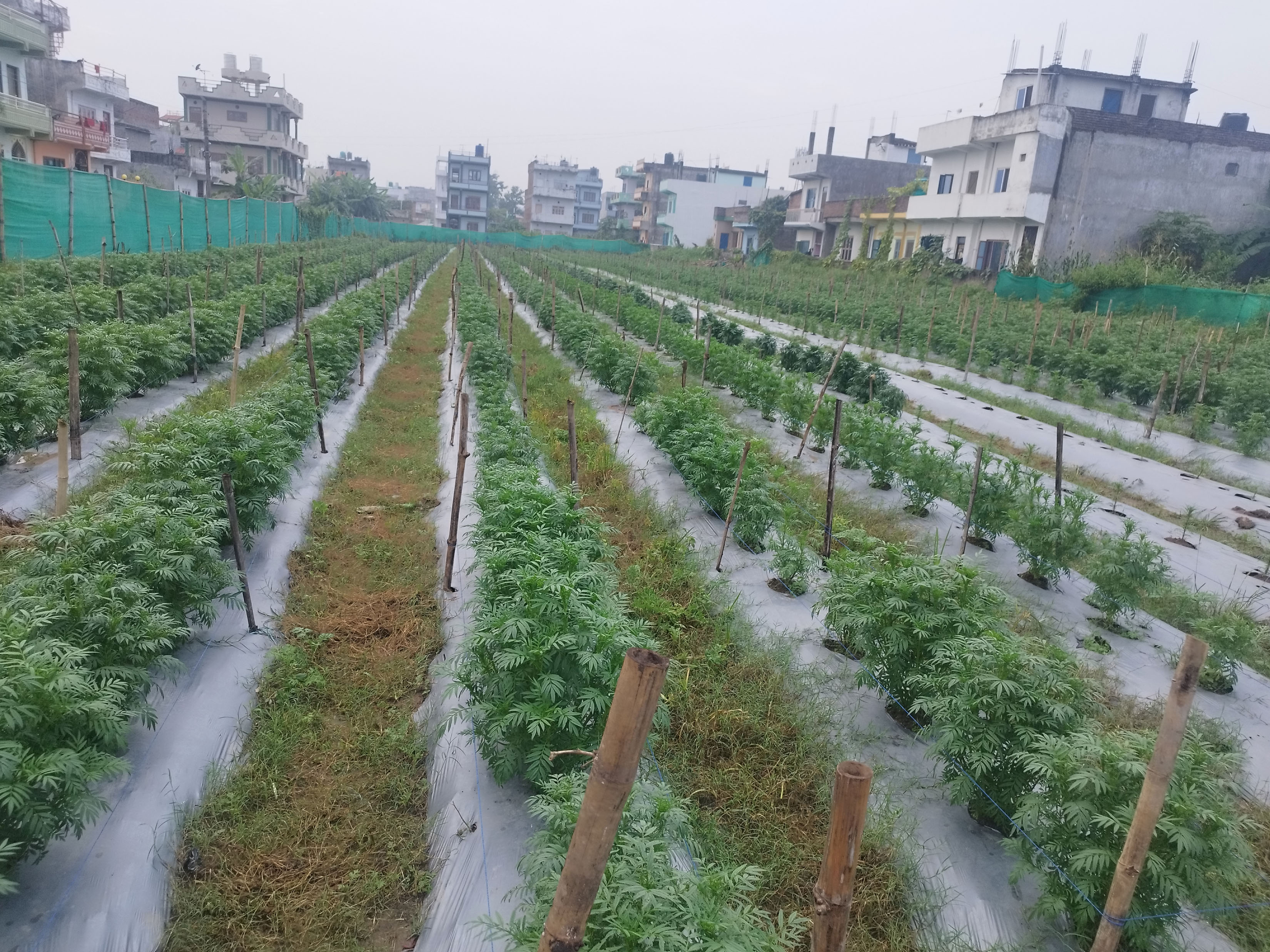 व्यावसायिक फूल खेती