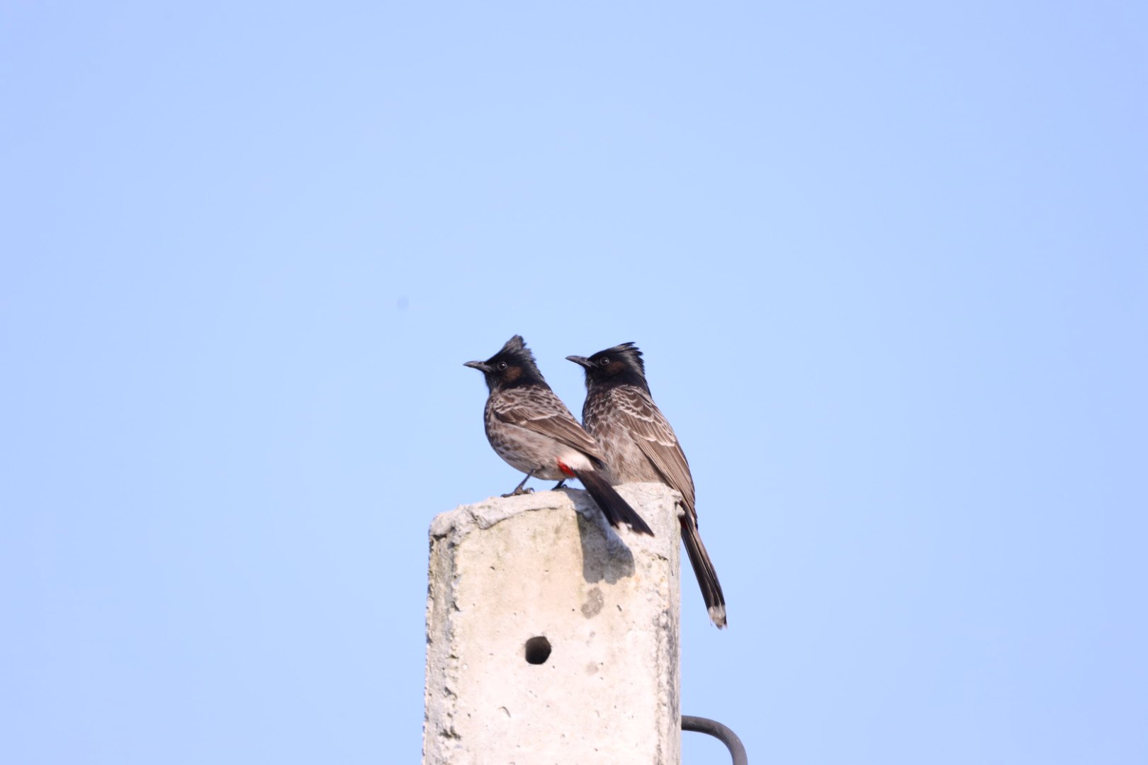 एक जोडी जुरेली (तस्बिर)