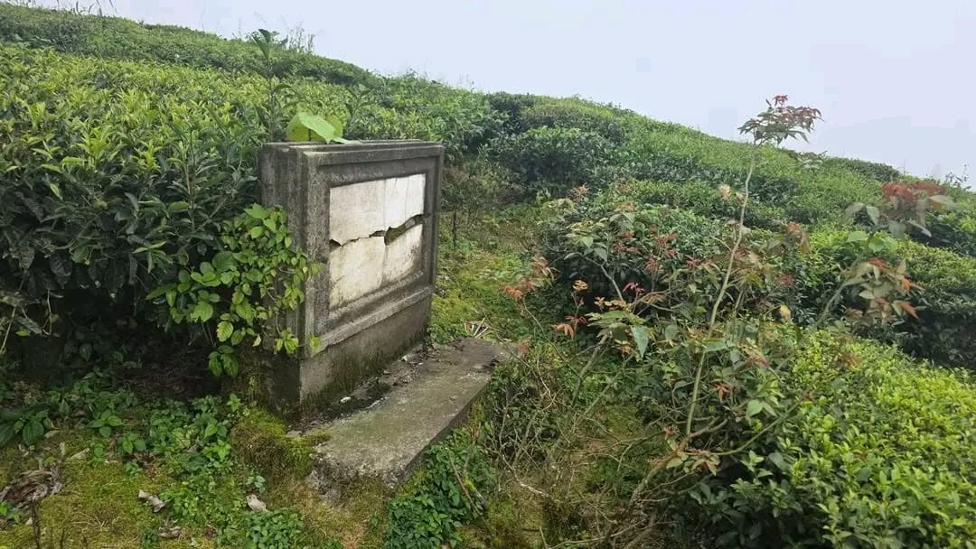 इलाममा राजा वीरेन्द्रले रोपेको चिया बोट मासियो