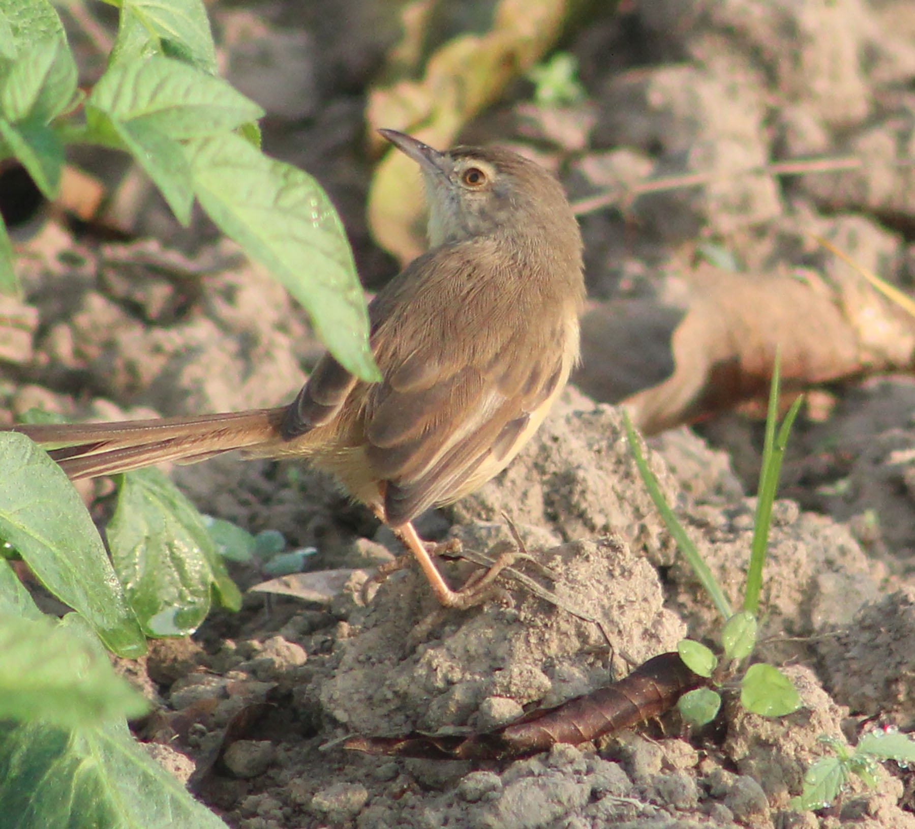 घाँसेफिस्टो चरा (तस्बिर)