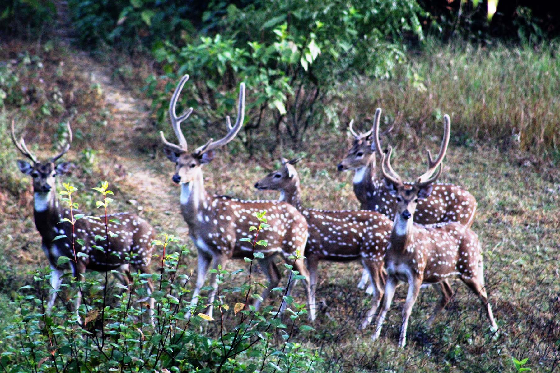 चितलको बथान (तस्बिर)
