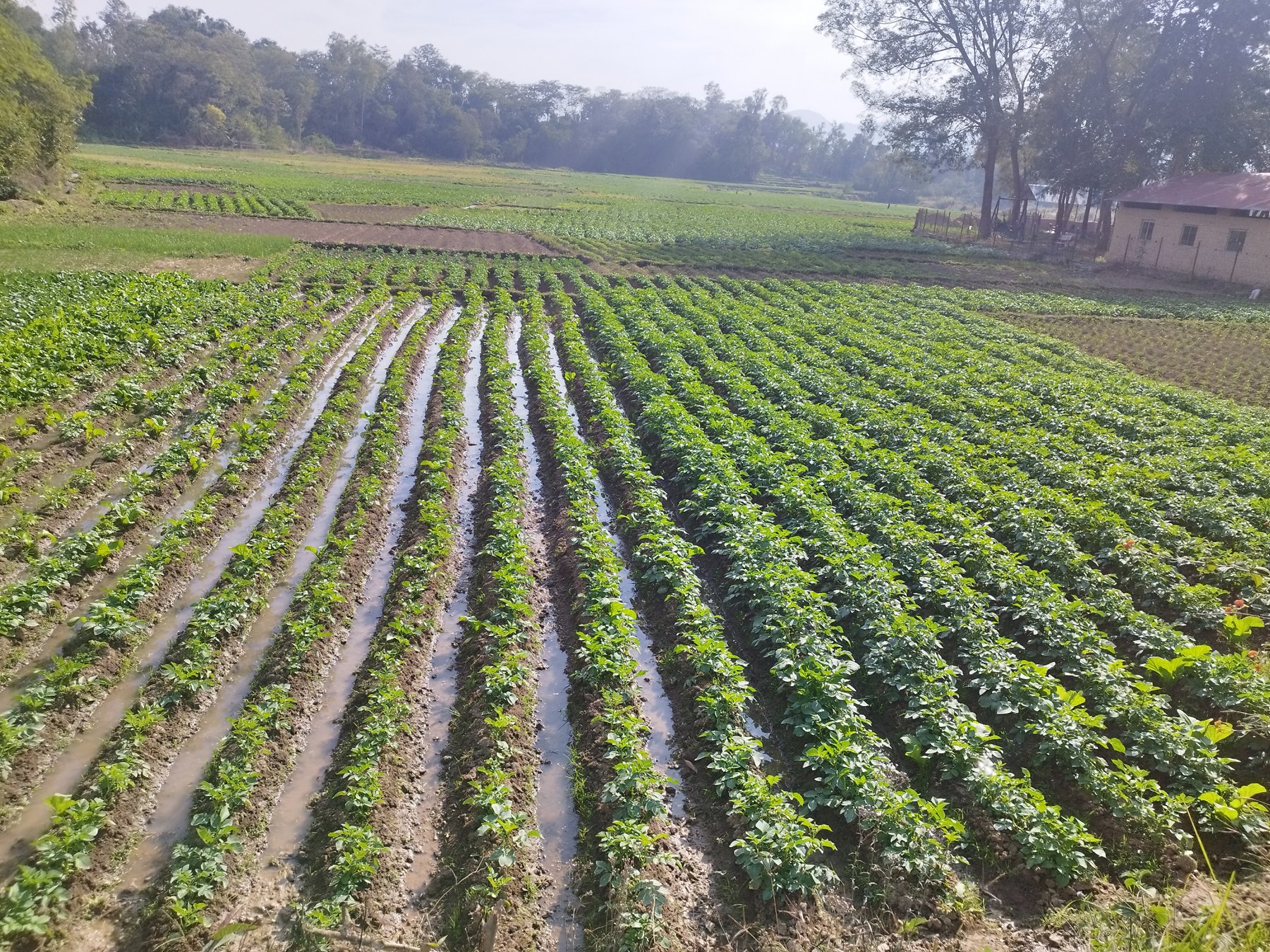 व्यावसायिक आलुखेती