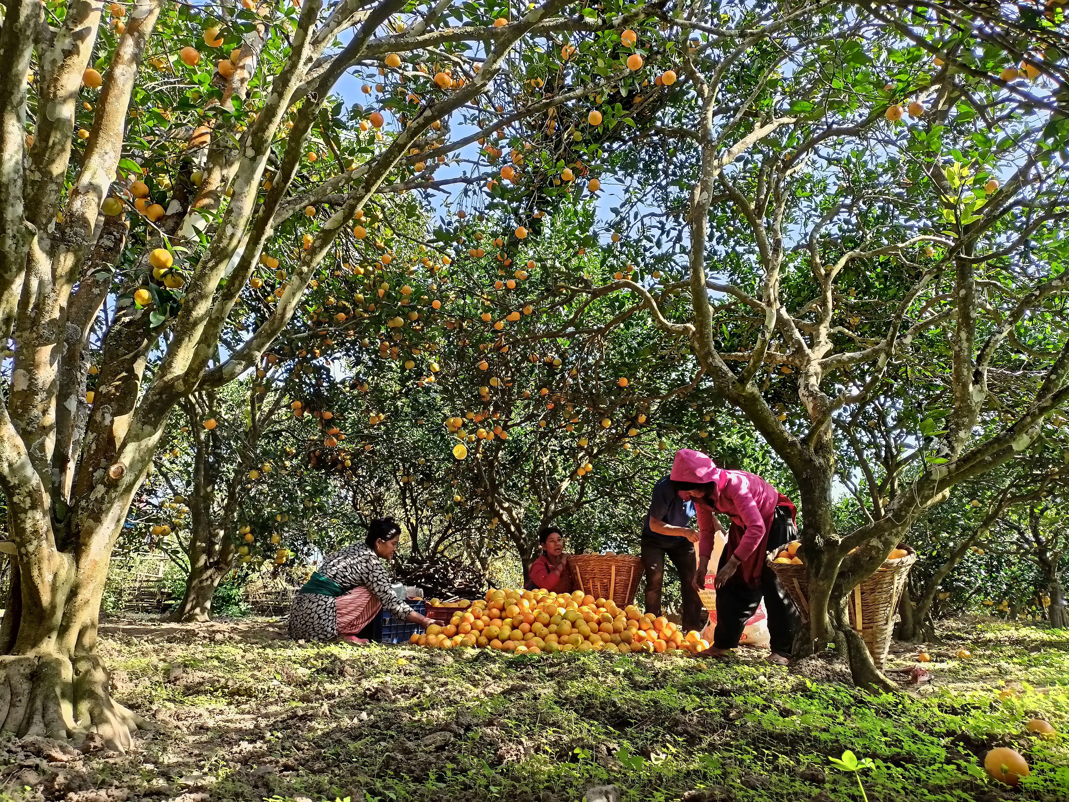 जुनार बजार लैजाने तयारी गदै किसान (तस्बिर)