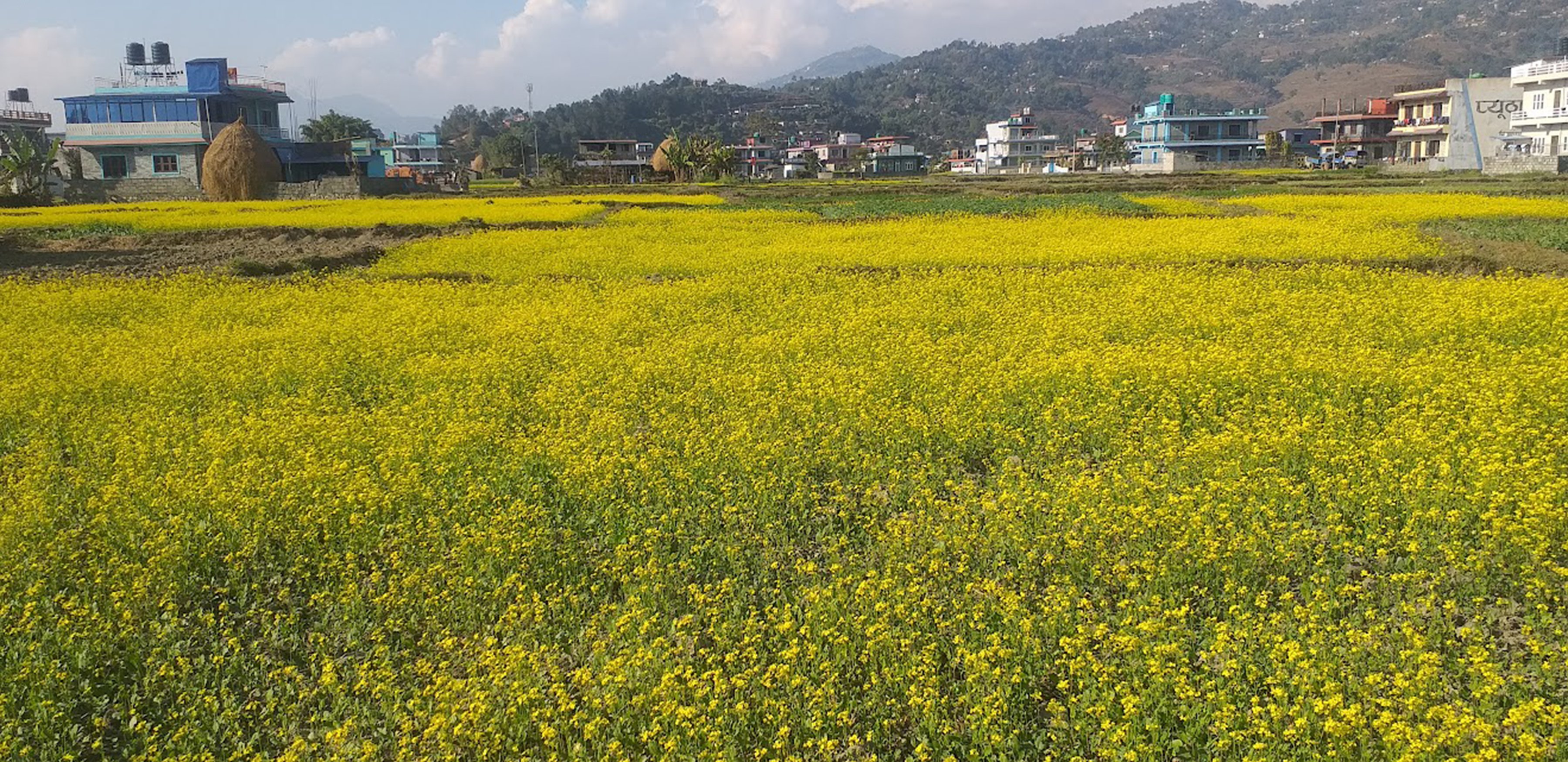तोरी खेती