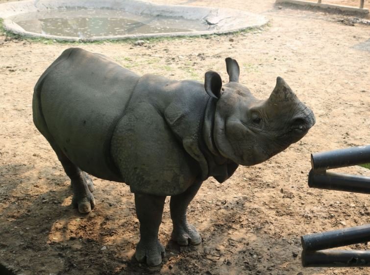 एक सिँगे गैंडा