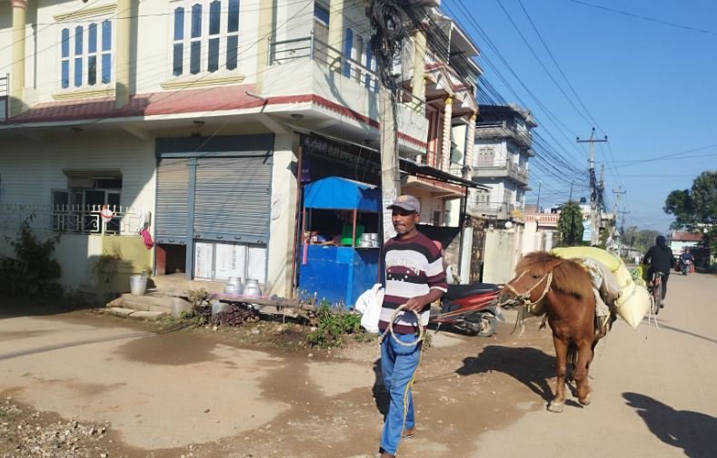 घोडामा चामल बेच्न आएका किसान