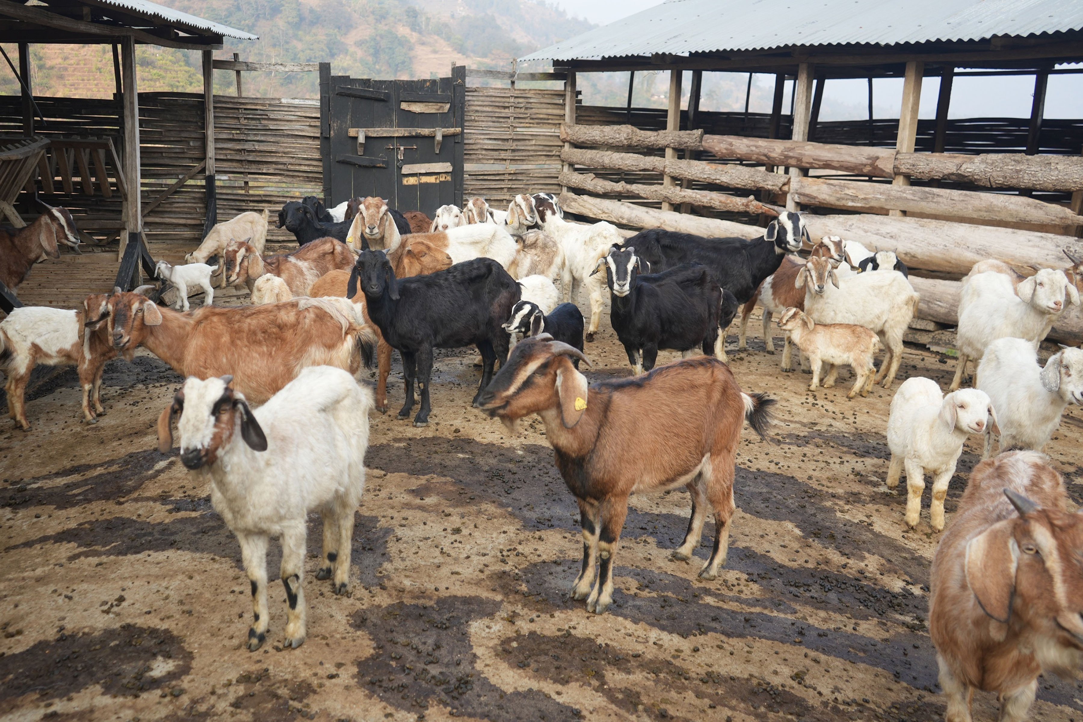 व्यावसायिक बाख्रापालन