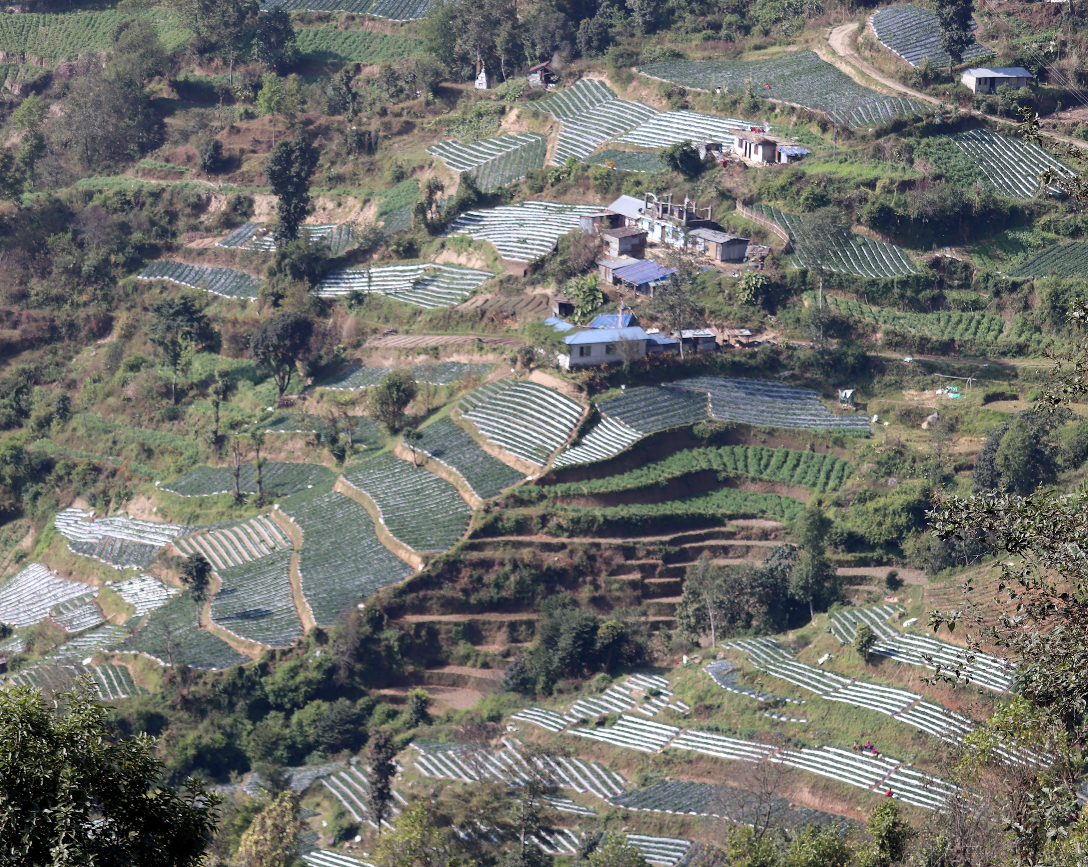 ककनीमा स्ट्रबेरी खेती (तस्बिर)