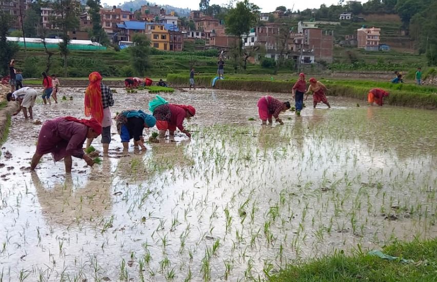 पनौतीमा जेठमै रोपाइँ