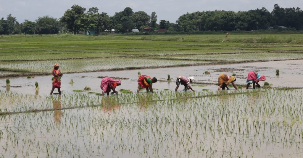 मधेसका अधिकांश जिल्लामा धान रोपाइँ अन्तिम चरणमा