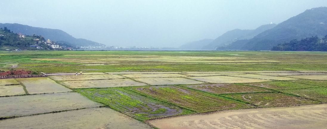 सिँचाइ अभाव हुँदा आकासे पानीको भरमा इलामका किसान